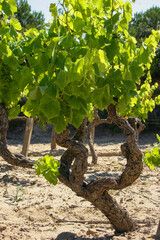 grape vines in the vineyard