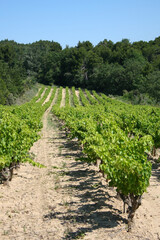 Fototapeta na wymiar rows of grapevines in vineyard, France