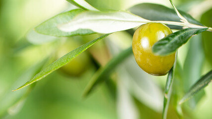 Pouring olive oil and branch, close-up.