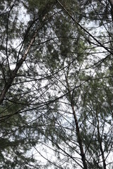 trees and sky