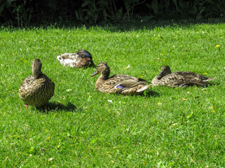Female mallards relaxing on a green lawn.