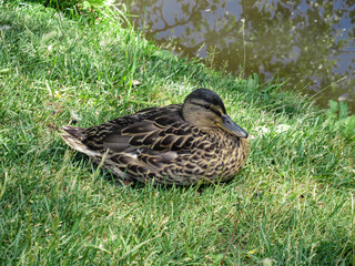 Female mallard resting on grass near a river.