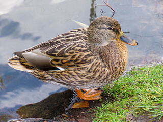 Female mallard standing on river bank.