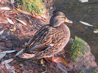 Female mallard standing on river bank at late autumn sunlight.