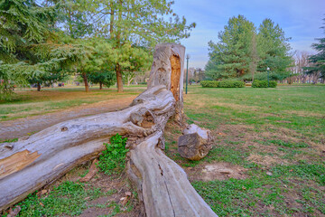 Decorative and naturally shaped huge piece of wood or dried tree body on the ground with green tree, running path and grass yard background.