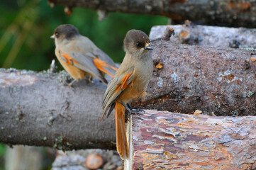Unglückshäher in Schweden im Herbst