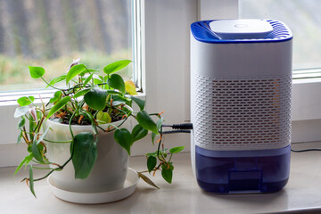 dehumidifier on the windowsill in the house by the window. Next to a green flower. The concept of mold and fungus in the house and steamy windows. - 402294811
