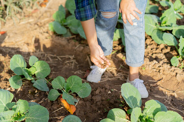 close up on female farmer hand checking soil to research and make quality control of organic vegetable produce for agricultural development concept