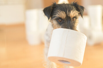 Cute little Jack Russell Terrier dog is busy with toilet paper.