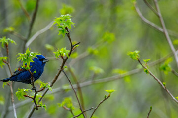 Blue Grosbeak perched in a budding tree