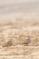 Kroonzandhoen, Crowned Sandgrouse, Pterocles coronatus