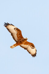 Steppe Buzzard, Buteo buteo vulpinus