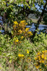 Obraz premium A plant (Hypericum perforatum) close-up