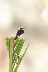 Vitatta Bonte Tapuit, Vittata Pied Wheatear, Oenanthe pleschanka vittata