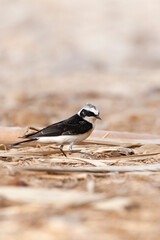 Vitatta Bonte Tapuit, Vittata Pied Wheatear, Oenanthe pleschanka vittata