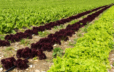 Several types of leaf lettuce grow in the field
