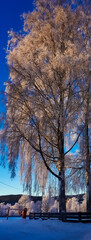 tall tree against the blue sky - Oslo
