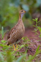 White-throated Francolin, Peliperdix albogularis
