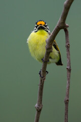 Yellow-fronted Tinkerbird, Pogoniulus chrysoconus