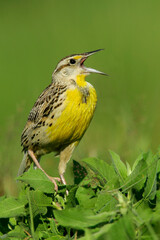 Eastern Meadowlark, Sturnella magna