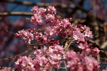 Fototapeta premium 満開の桜の枝