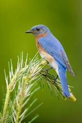 Eastern Bluebird, Sialia sialis