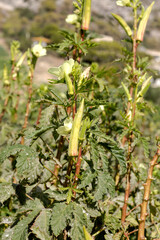 Hibiscus edible (okra) grows on the field on an autumn sunny day