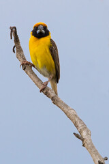 Compact Weaver, Ploceus superciliosus