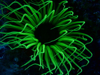 green anemone cerianthus membranaceus underwater ocean scenery swing with current picking particules animal behaviour