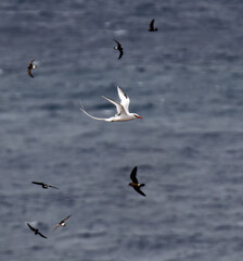 Red-billed Tropicbird, Phaethon aethereus