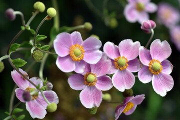 Fototapeta na wymiar Knospen und Blüten von rosaroten Herbstanemonen