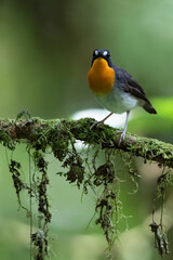 Orange-breasted Forest Robin, Stiphrornis erythrothorax gabonensis
