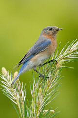 Eastern Bluebird, Sialia sialis