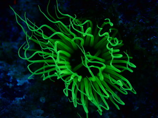 Fototapeta na wymiar green anemone cerianthus membranaceus underwater ocean scenery swing with current picking particules animal behaviour