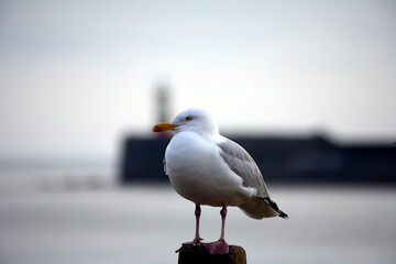 Herring gull 
