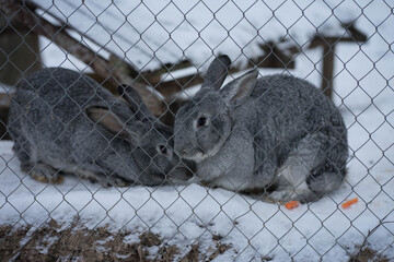 gray rabbit sitting behind a cage in the snow