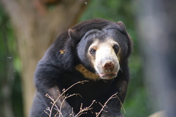 The sun bear, Helarctos malayanus, locally known as Beruang Madu