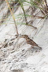 Rustic Bunting, Emberiza rustica