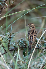 Rustic Bunting, Emberiza rustica