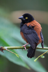 Vieillot's Black Weaver, Ploceus nigerrimus