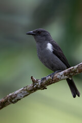 Sulphur-rumped Tanager, Heterospingus rubrifrons