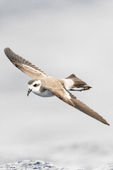 White-faced Storm-Petrel, Pelagodroma marina