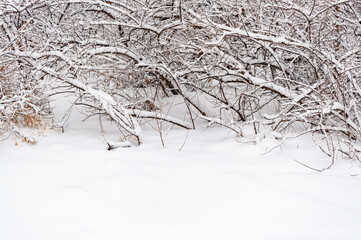 Bushes covered with snow in the Park