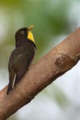 Yellow-throated Cuckoo, Chrysococcyx flavigularis