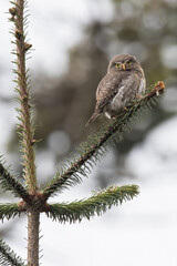 Guatemalan Pygmy Owl, Glaucidium cobanense