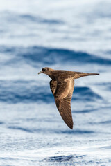 Bulwer's Petrel, Bulweria bulwerii