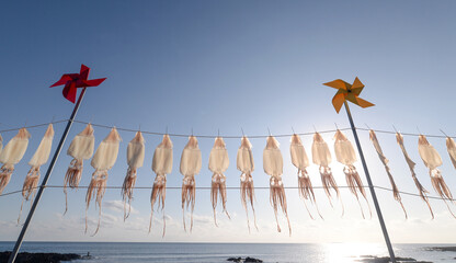 Drying the squid at seaside in Jeju Island, Korea