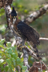 Ornate Hawk-Eagle, Spizaetus ornatus