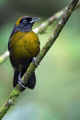 Dusky-faced Tanager, Mitrospingus cassinii