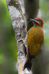 Stripe-cheeked Woodpecker, Piculus callopterus